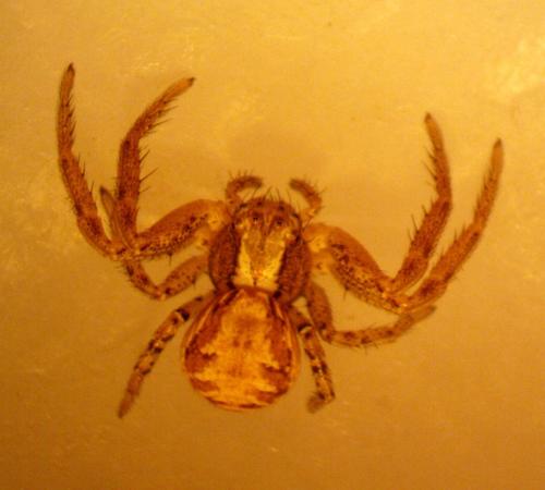 Xysticus sp.